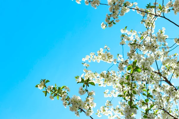 Vårens koncept med blommande träd, bördighet och naturlig restaurering. — Stockfoto