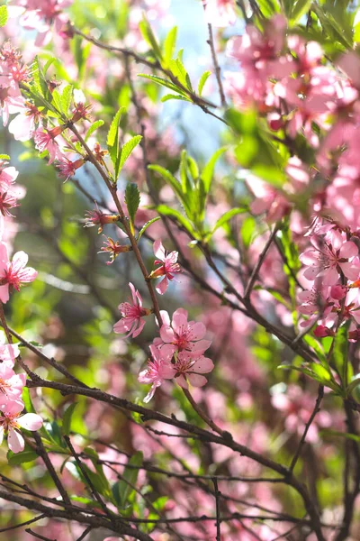 Ramos de floração rosa com folhas verdes e uma abelha . — Fotografia de Stock