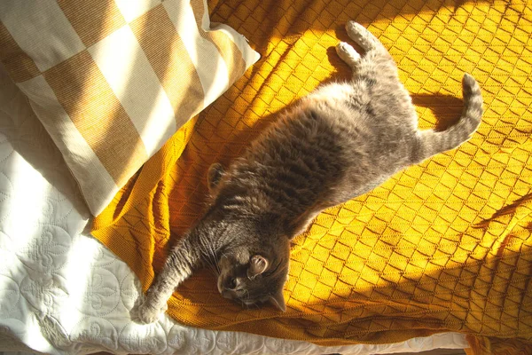 Chat moelleux gris dort dans un lit confortable. Vue du dessus — Photo