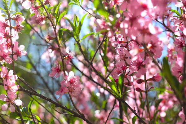 Pink flowering branches with green leaves and a bee. — Stock Photo, Image