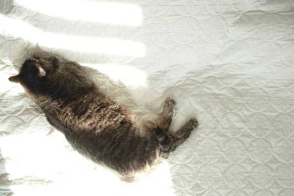 회색 솜털 고양이는 아늑 한 침대에서 잔다. 위에서 본 풍경 — 스톡 사진