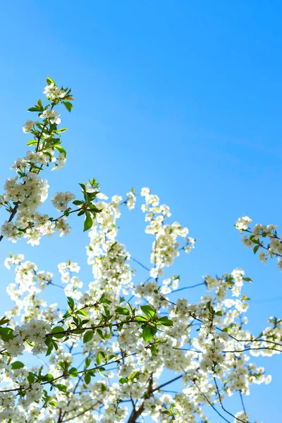 Conceito de primavera de árvores floridas, fertilidade e restauração natural. — Fotografia de Stock