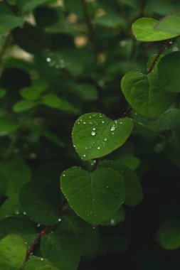 Yağmurdan sonra yeşil yapraklara düşer.