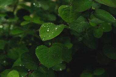 Yağmurdan sonra yeşil yapraklara düşer.