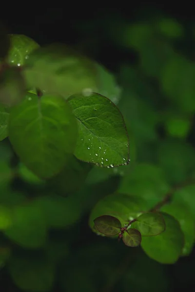 비가 내린 후에 푸른 잎이 떨어진다. — 스톡 사진