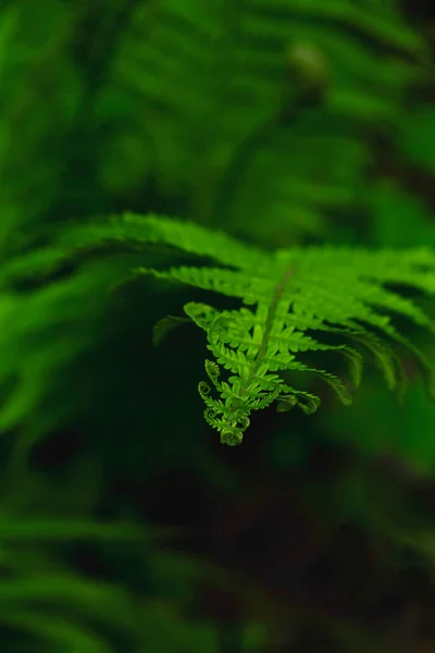 Struttura naturale di foglie di felce bagnate su uno sfondo scuro . — Foto Stock