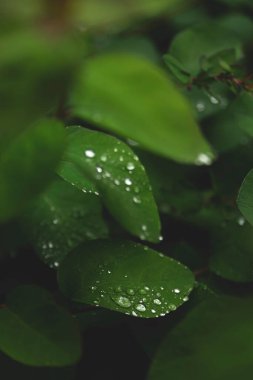 Yağmurdan sonra yeşil yapraklara düşer.