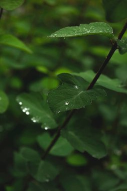 Yağmurdan sonra yeşil yapraklara düşer.