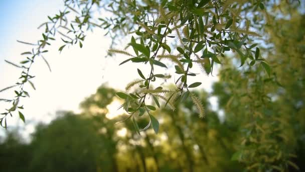 Willow Tree cu catkins verzi — Videoclip de stoc