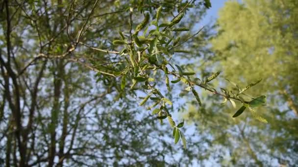 Ивовое дерево с зелеными кэткинсами — стоковое видео