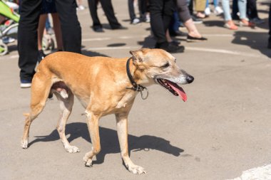 Cadde boyunca bir parlak yaz gününde yürüyüş bir yaka bir küçük av köpeği