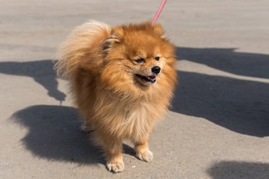 Cadde boyunca bir parlak yaz gününde yürüyüş tasmalı Köpek Pomeranian spitz doğurmak