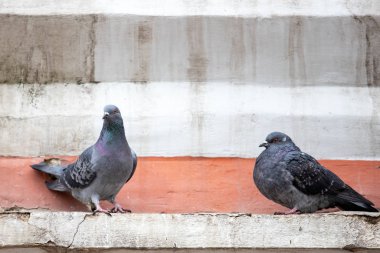 İki gri güvercin şehirdeki bir binanın pervazında oturuyorlar. Donmuş güvercin. meraklı kuş