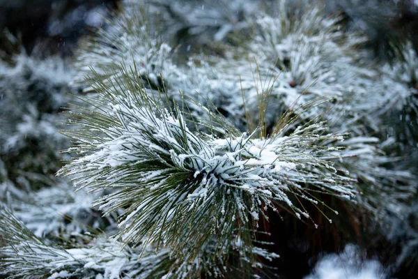 Belles Aiguilles Enneigées Sur Une Branche Pin Vert Arbre Noël — Photo