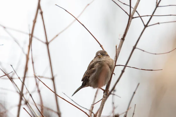 fluffy sparrow sits on a branch in the bushes in autumn