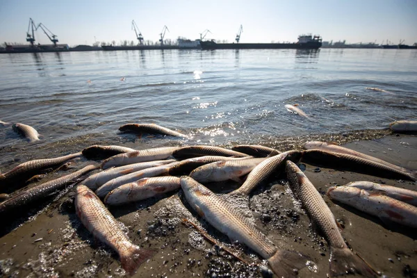 dead fish on the sandy bank of the river. water pollution. environment protection