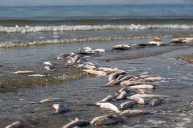 Dead fish on the river. Water pollution. Ecological catastrophy. Environment protection. Coastline in corpses of fish clipart
