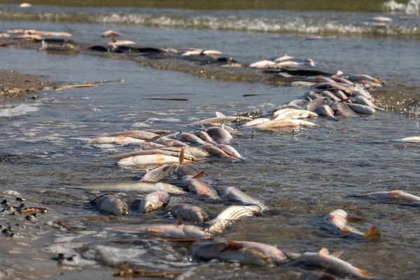 沿河海岸线的死鱼 污染自然 生态多样性 — 图库照片