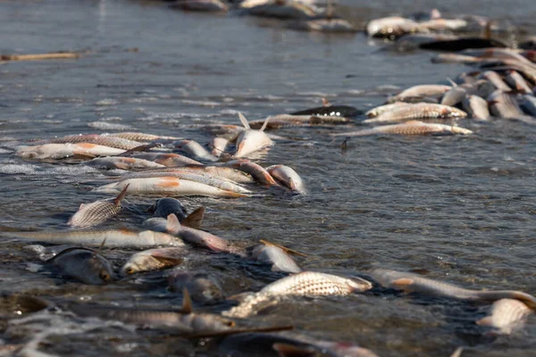 在阳光灿烂的日子里 死鱼在沿著海岸线的河水中 贝利加斯鱼被大规模抛向陆地 — 图库照片