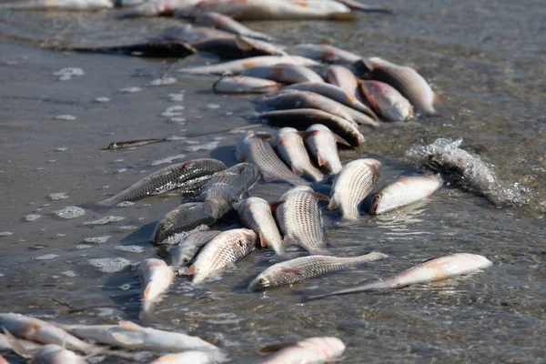 lot of dead fish on the river bank. Pelengass massively threw itself onto land. contamination of water bodies. poachers destroy fauna