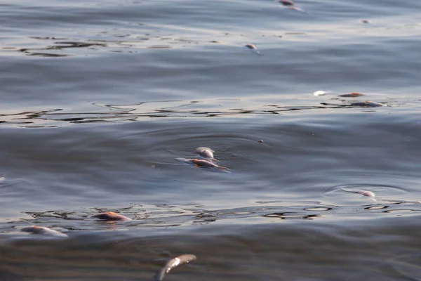 Död Förgiftad Fisk Flyter Floden Massförstörelse Djurdammar Förorening Floder — Stockfoto