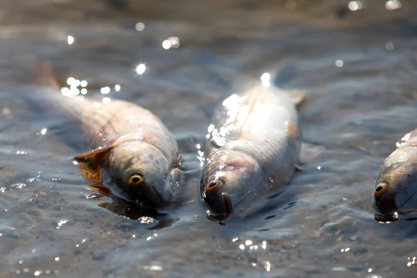 close-up of fish heads in the clear water of a river