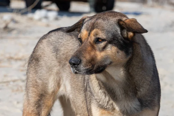 Perro coño marrón sin hogar manchado la nariz en la arena. — Foto de Stock