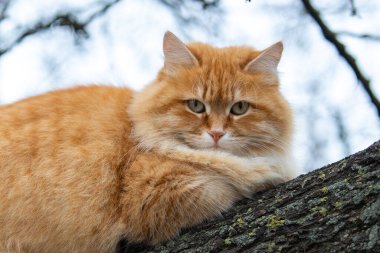 Yeşil gözlü, uzun bıyıklı, saf kırmızı tüylü bir kedi.
