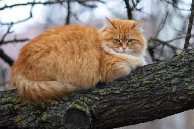 Güzel pofuduk kırmızı kedi bir ağaç dalında uzanıyor, bulutlu bir günde.
