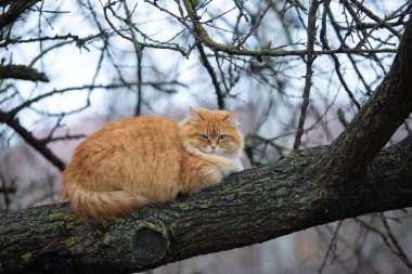 Yetişkin tüylü kırmızı kedi, bulutlu bir günde bir ağaç dalında uzanıyor.