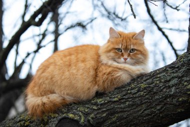 Güzel, temiz, kırmızı, kabarık, yeşil gözlü ve uzun bıyıklı bir kedi bir ağaç dalında yatıyor.