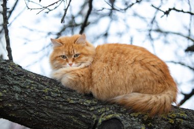 Yeşil gözlü kırmızı tüylü kedi bir ağaç dalında yatıyor.