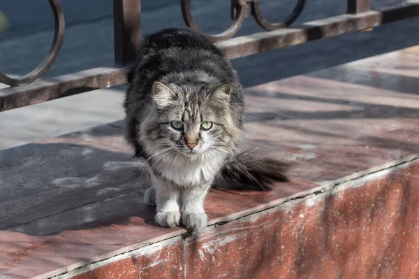 Lindo Gato Gris Esponjoso Extraviado Con Grandes Ojos Parque Ciudad — Foto de Stock