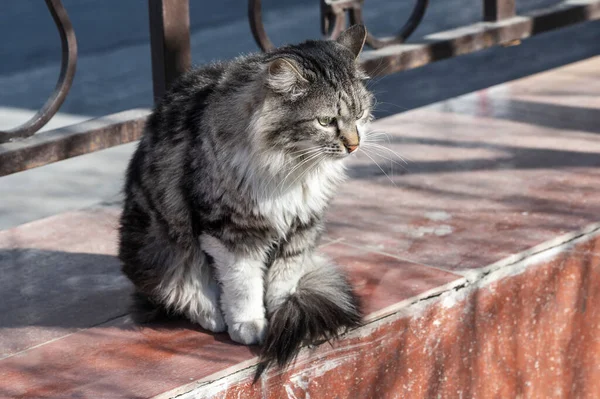 Lindo Gato Gris Esponjoso Extraviado Con Grandes Ojos Parque Ciudad — Foto de Stock