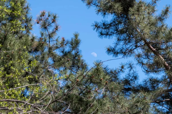 moon in the clear sky during the day among the tops of the trees. fir trees with cones
