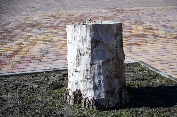 White stump from a sawn tree in a city park. deforestation. old stump of a dried tree