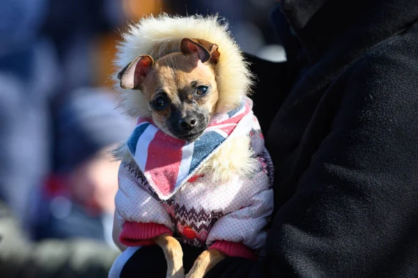 Милий Смішний Іграшковий Тер Куртці Капюшоном Маленький Собака Теплому Одязі — стокове фото