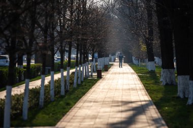 Güneşli bir günde ağaçlı yaya geçidi. Ağaçlar beyazlatılmış. Güzel temiz şehir sokağı baharda