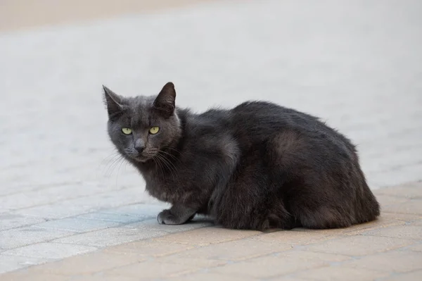 Gato Negro Sucio Calle Está Sentado Pavimento Pobre Gato Lindo — Foto de Stock