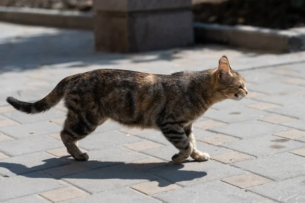 angry tabby cat goes for a fight on the street. street stray animals. cats in spring