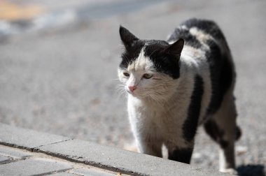 Yüzsüz bir zorbanın burnuna sahip siyah beyaz bir kedi. Kedilerin bahar kavgaları. Evsiz hayvan şehri