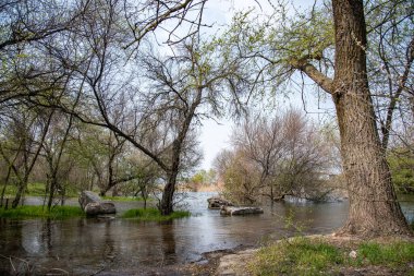 Koruluktaki su basmış ağaçların güzel manzarası. Nehrin sularında taşlarla yeşil adacıklar taşar..