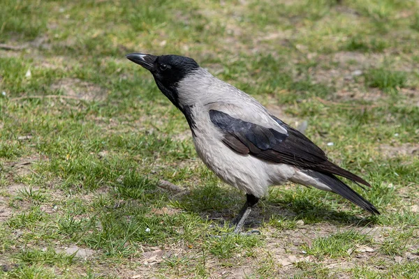 Portrait Corbeau Gris Aux Ailes Noires Sur Herbe Verte Magnifique — Photo