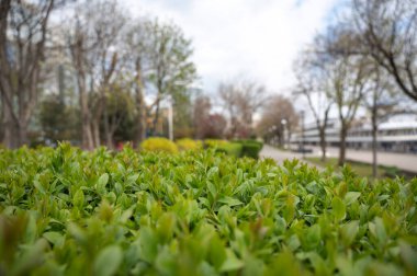 Parktaki yeşil duvarlı Boxwood çalısı. Dikkat et ve çalıları kes. şehir alanı peyzajı