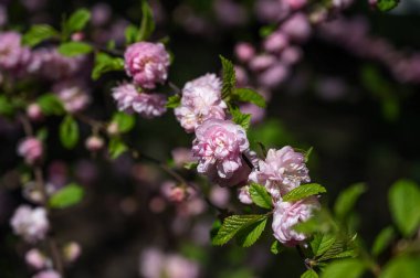 Bulanık arka planda yeşil yaprakları olan bir dalda güzel pembe gül çiçekleri. Bahar çiçeği tomurcukları. Yararlı bitkiler