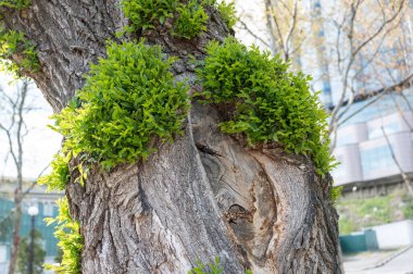 Kesik dalları olan eski bir ağaç gövdesinde taze filizler. Yaşam arzusu. Parkta bahar günleri