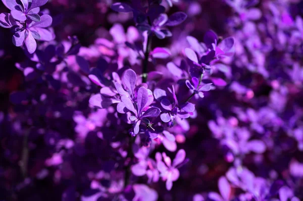 Textura Del Primer Plano Las Hojas Púrpuras Del Arbusto Con — Foto de Stock