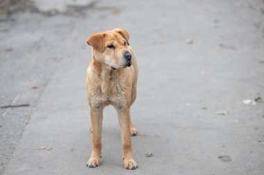Kahverengi melez sokak köpeği yolda. Yürüyüşe çıkmış bir hayvan. Köpek kulaklarını kaldırdı.