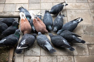 Çok renkli güvercin sürüsü bir fayanstan tahıl yiyor. Şehir parkında kuşları beslemek. Aç hayvanlar