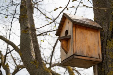 Parktaki bir ağaca çivilenmiş basit bir ahşap kuş evi. Kuş bakımı. Kış kuşlarının yuvaları ve yuvaları için